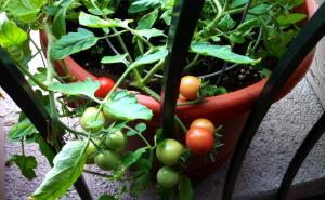 Premières Tomates le 10 juin, des Whipper Snapper plantées en février